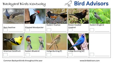 Kentucky Bird Identification Chart