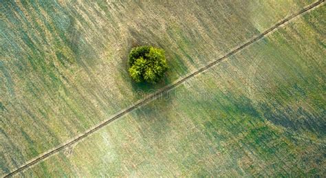 Aerial View Over Agricultural Beveled Fields Diagonal Road And Tree
