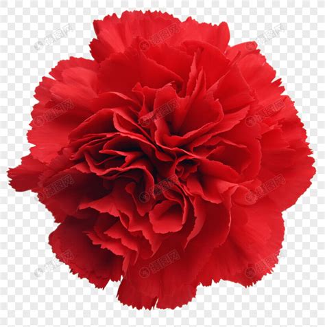 두루마리 휴지로 카네이션 만들기 송송종이접기 카네이션 종이접기 carnation origami 색종이접기 카네이션접기 쉬운종이접기. 카네이션 꽃 이미지 _사진 400722758 무료 다운로드_lovepik.com