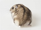 【鼠鼠的可愛小秘密】為什麼倉鼠的尾巴都很短？ | 寵毛網 | NOWnews今日新聞