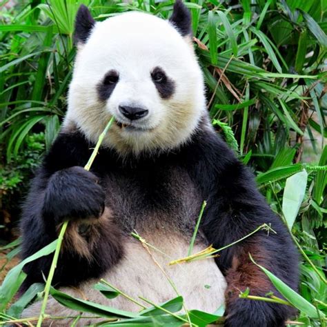 The Giant Pandas The Endangered Species Among The Animals
