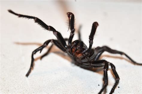 Worlds Deadliest Spider The Funnel Web Australian Geographic
