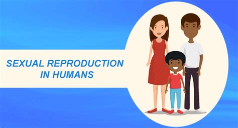 Sexual Reproduction In Humans Javatpoint