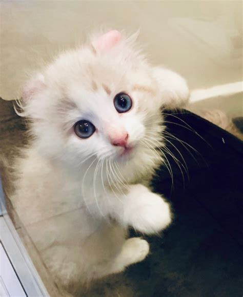 He toilets on puppy pads but is starting to use litter tray. American Curl Kittens for Sale! Procurl Harem Kitten Sale ...