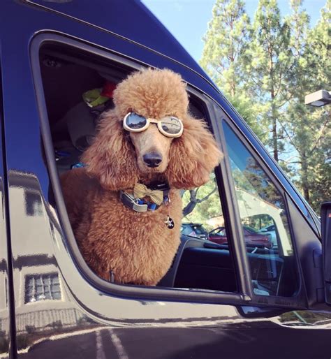 Doggles Are Taking Dog Fashion To The Next Level Bone And Yarn