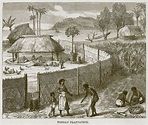 Tonga History and Culture | Tongan Plantation. Illustration for The ...