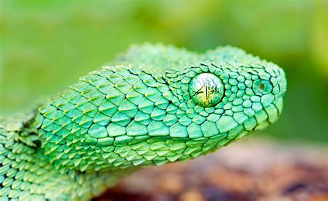 Animals Wildlife Reptile Snake Nature Wallpapers Hd