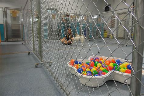 Bark & stay pet resort ⭐ , united states, davenport, 15646 90th ave.: Day Camp Facilities - Stay & Play Pet Resort