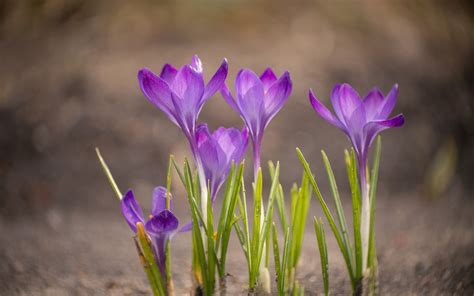 Download Wallpapers Crocuses Purple Flowers Spring Field Spring
