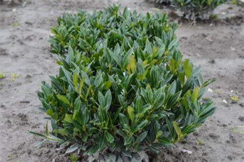 Otto is hardier than other laurels, and it makes a nice choice for the evergreen backbone of a bed or for a low hedge. Otto Luyken English Laurel | Plants4Home