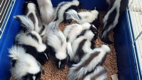 Baby Skunks for Sale in Temperance, Michigan Classified