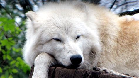 Polarwolf Foto And Bild Tiere Zoo Wildpark And Falknerei Wolves Bilder