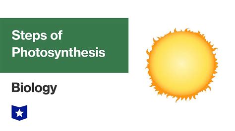 Steps Of Photosynthesis Biology Youtube