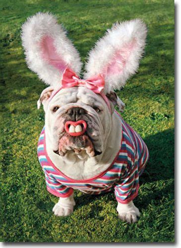 Dog With Bunny Teeth Funny Bulldog Easter Card Greeting Card By Avanti