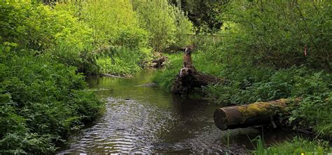 Thornton Creek John Lombard