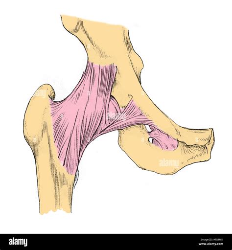 Anatomy Hip Joint Diagram Hi Res Stock Photography And Images Alamy