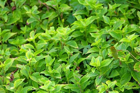 Garden With Green Leafy Plants Stock Image Image Of Garth Flowers