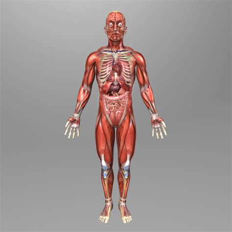 3d Human Male Anatomy Body