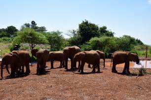 On Safari In Nairobi National Park The Dubai Diaries