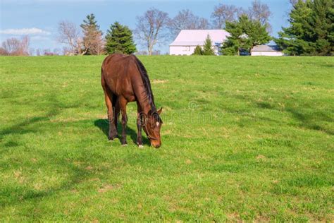Horse Grazing On Green Pastures Of Horse Farm Country Landscape Stock