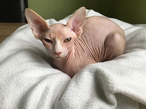 Sphynx Cats For Sale Chicago IL 266961 Petzlover