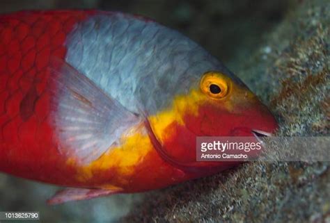 Parrotfish Beak Photos And Premium High Res Pictures Getty Images