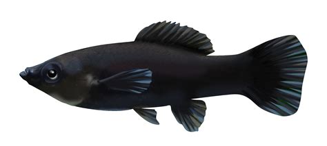 Types Of Black Fish For Aquarium Aquarium Views