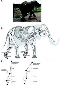 The elephant's skeleton | South African Mammals in 2019 | Elephant