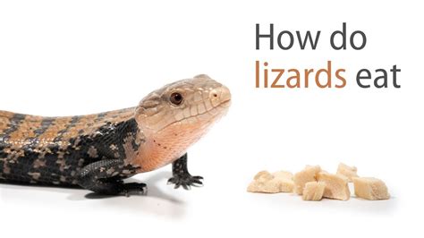 How Do Lizards Eat Youtube