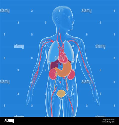 Mann Anatomie Innere Organe Fotos Und Bildmaterial In Hoher Auflösung