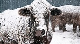 6 Essentials to Keep Cattle Healthy & Happy Through Winter