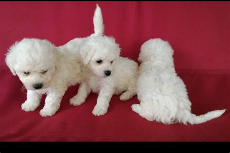 57 Bichon Frise Puppy For Sale Nm Picture Bleumoonproductions