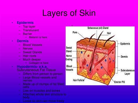 Ppt Is Your Epidermis Showing The Integumentary System And Its