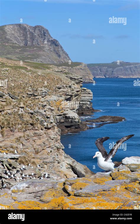 Black Browed Albatross Stretches Its Wings At The Breeding Colony At New Island West Falklands