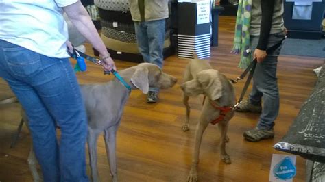 The On Line Buzzletter A Successful Weimaraner Rescue Event