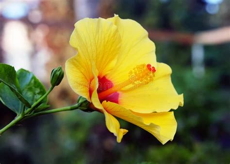 Yellow Hibiscus Flower Closeup Lat Hibiscus Stock Image Image Of