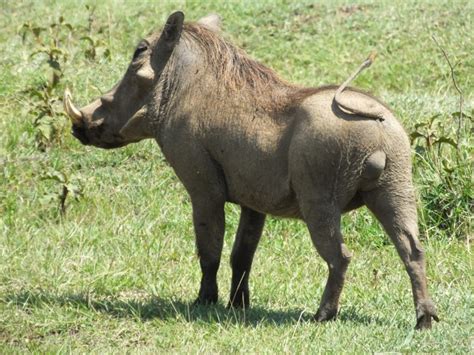 How Do Warthogs Fight Similar But Different In The Animal Kingdom