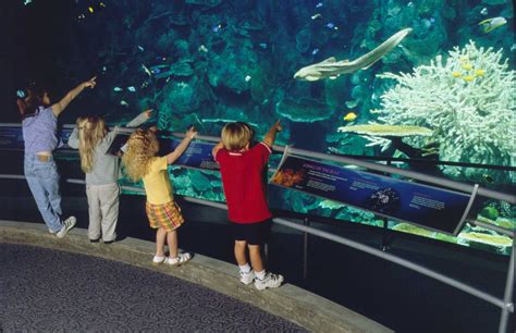 Winter Camps Allow Children To Get Up Close To The Aquarium Of The