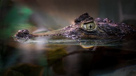 Krokodil Foto & Bild | deutschland, europe, bayern Bilder auf fotocommunity