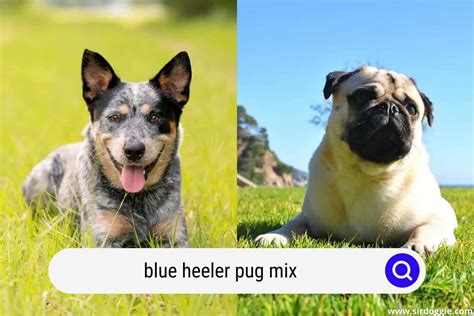 Blue Heeler Pug Mix When Australia Meets Europe