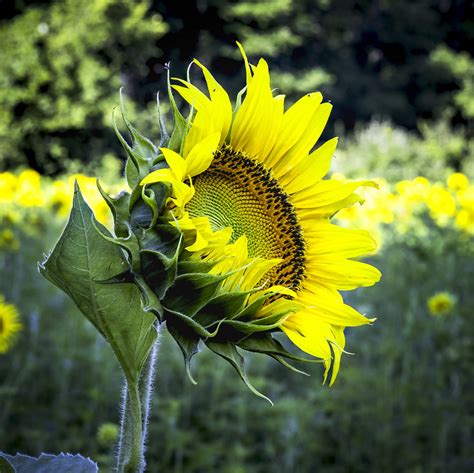 Sunflower At The Mckee Beshers Wildlife Management Area M Flickr