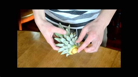 Grow A Pineapple Indoors Youtube