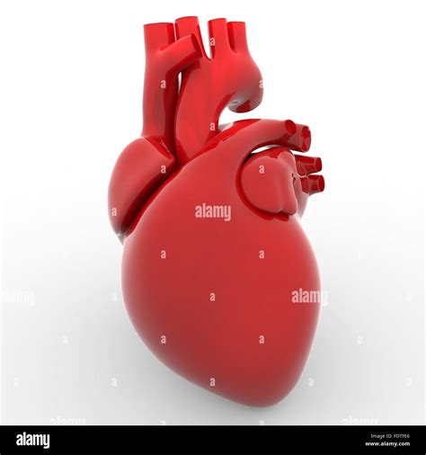 Cardiovascular System Stock Photos & Cardiovascular System Stock Images ...
