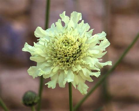 Plant Scabiosa Columbaria Gardensonline