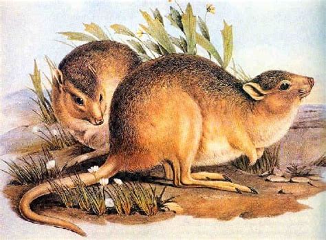 6 Extinct Marsupials Az Animals