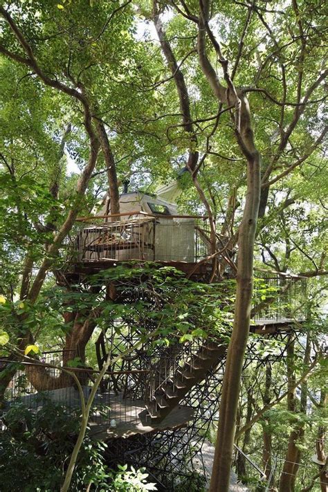 Japans Largest Treehouse Is Built Around A Towering 300 Year Old Tree