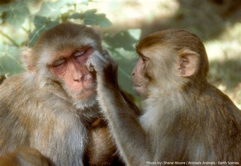 Interesting Facts About Rhesus Macaques Just Fun Facts