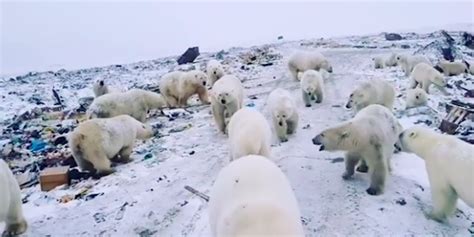 Mass Invasion Of Polar Bears Causes Town To Declare State Of Emergency
