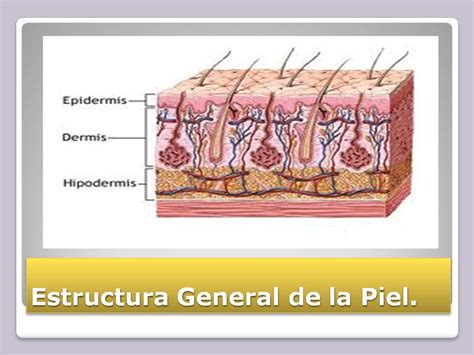 Dermatologia Estructura Y Funciones De La Piel