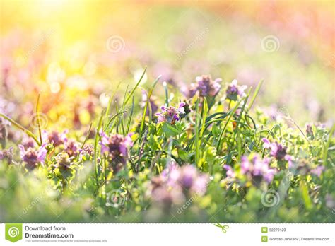 Beautiful Meadow In Spring Stock Image Image Of Grow 52279123
